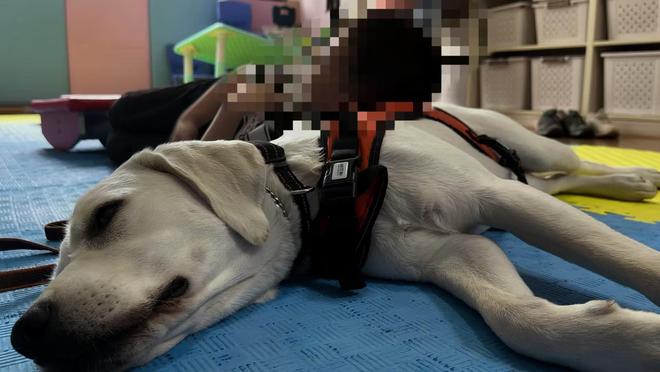 长沙孤独症服务犬“糖糖”首次上岗，情绪超稳定！“星星的孩子”说：我喜欢它的尾巴