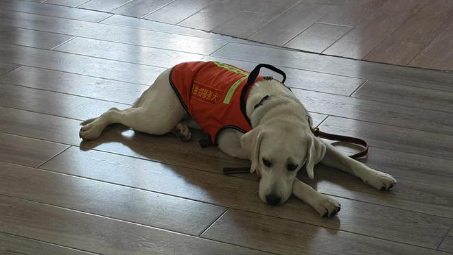 长沙孤独症服务犬“糖糖”首次上岗，情绪超稳定！“星星的孩子”说：我喜欢它的尾巴
