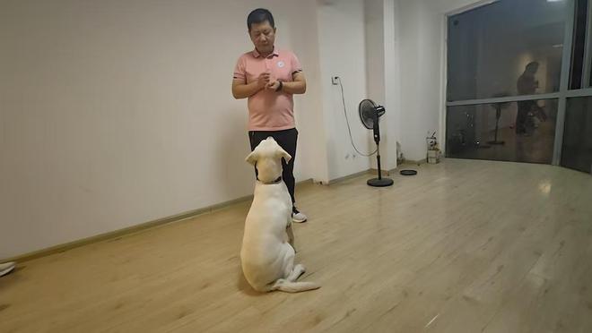 长沙孤独症服务犬“糖糖”首次上岗，情绪超稳定！“星星的孩子”说：我喜欢它的尾巴