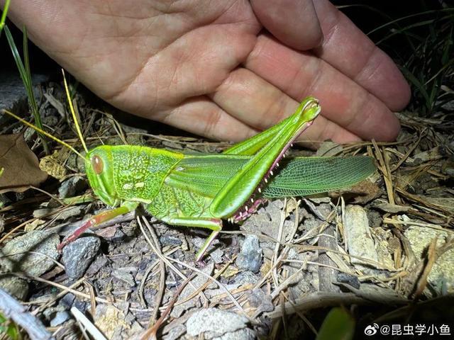 合肥发现巨型蝗虫 专家称可做美食