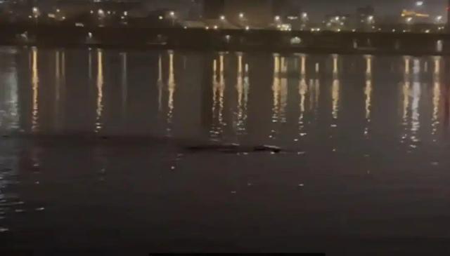 韩国汉江又现“怪物”？夜钓者拍下的惊悚画面，是真是假？