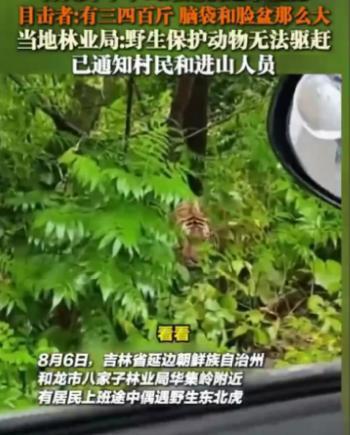 惊险瞬间：吉林村民偶遇野生东北虎 脑袋如脸盆大