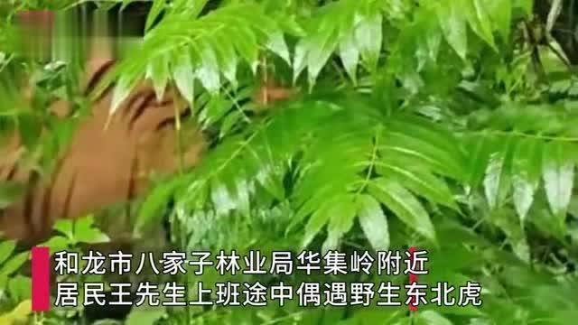 惊险瞬间：吉林村民偶遇野生东北虎 脑袋如脸盆大