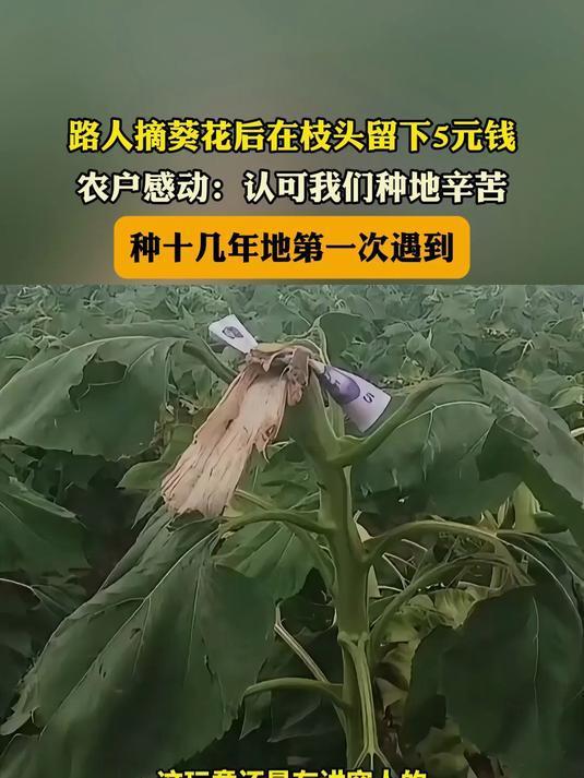 路人摘走葵花头留下 5 元钱，农户感动：这份理解比钱更暖