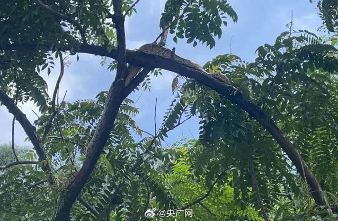 佛山一公园树上现2米长巨蟒