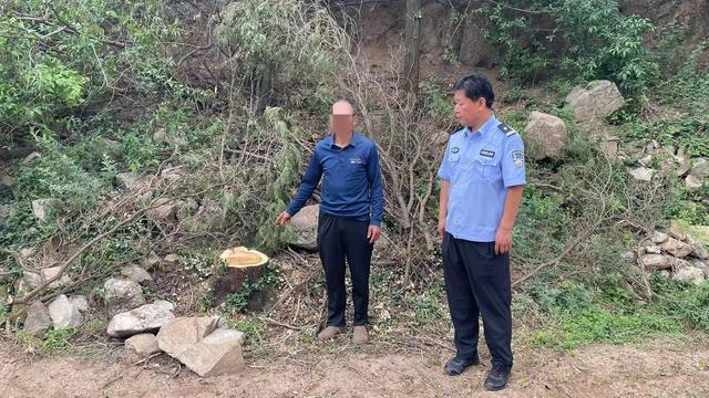 三门峡灵宝：竟然向村民祖坟下手！俩盗伐柏树团伙被一网打尽